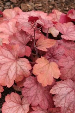Georgia Peach Heuchera (Coral Bells) - 1 Gallon Pot -Cheap US Topiary Plant Store Heuchera Georgia Peach 11