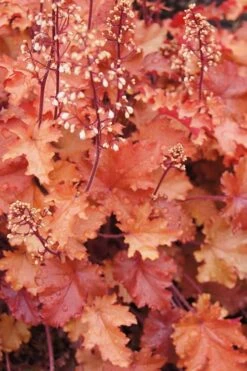 Peach Crisp Heuchera (Coral Bells) - 3 Pack Of Quart Pots