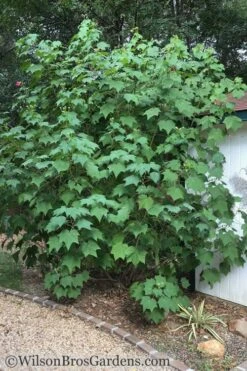 Confederate Rose Hibiscus - Rose Mallow - 3 Gallon Pot -Cheap US Topiary Plant Store Hibiscus Confederate Rose Shrub 1 500x700 1