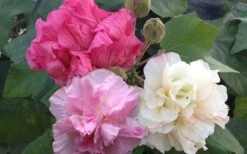 Confederate Rose Hibiscus - Rose Mallow - 3 Gallon Pot -Cheap US Topiary Plant Store Hibiscus Mutabilis Confederate Rose