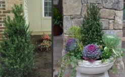 Pyramidal Compacta Japanese Holly - 3 Gallon Pot -Cheap US Topiary Plant Store Holly Compacta Pyramidal 2