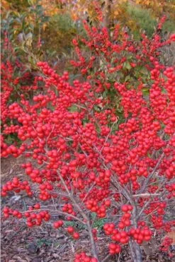Winter Red Female Winterberry Holly - 1 Gallon Pot -Cheap US Topiary Plant Store Holly Winter Red 1