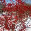 Winter Red Female Winterberry Holly - 1 Gallon Pot