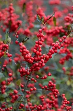 Winter Red Female Winterberry Holly - 1 Gallon Pot -Cheap US Topiary Plant Store Holly Winter Red 3