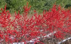 Winter Red Female Winterberry Holly - 1 Gallon Pot -Cheap US Topiary Plant Store Holly Winter Red 4