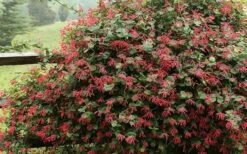 Alabama Crimson Red Trumpet Honeysuckle - 5 Gallon Pot -Cheap US Topiary Plant Store Honeysuckle Alabama Crimson 2