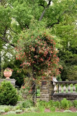 Alabama Crimson Red Trumpet Honeysuckle - 5 Gallon Pot -Cheap US Topiary Plant Store Honeysuckle Alabama Crimson 3