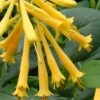 John Clayton Yellow Honeysuckle Vine - 1 Gallon Pot