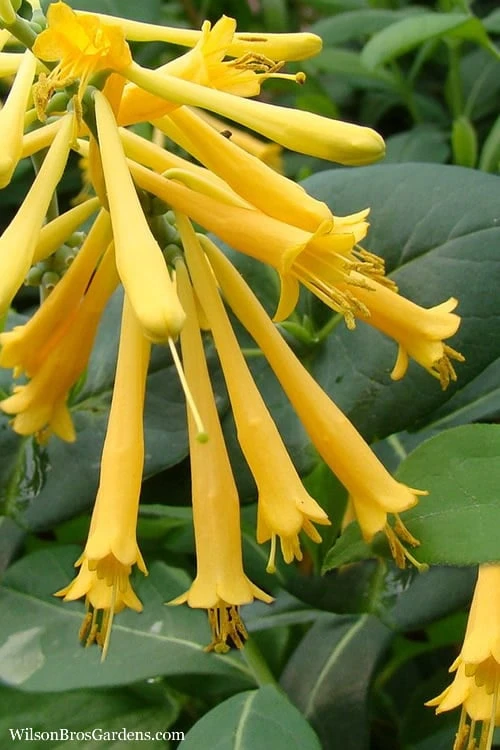 John Clayton Yellow Honeysuckle Vine - 2 Gallon Pot 1 John Clayton Yellow Honeysuckle Vine - 2 Gallon Pot