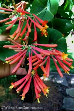 Major Wheeler Red Trumpet Honeysuckle - 2 Gallon Pot 16 Major Wheeler Red Trumpet Honeysuckle - 2 Gallon Pot -Cheap US Topiary Plant Store Honeysuckle Major Wheeler 23