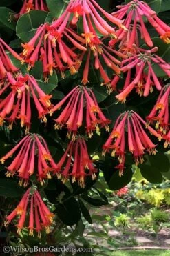 Major Wheeler Red Trumpet Honeysuckle - 2 Gallon Pot 12 Major Wheeler Red Trumpet Honeysuckle - 2 Gallon Pot -Cheap US Topiary Plant Store Honeysuckle Major Wheeler 31