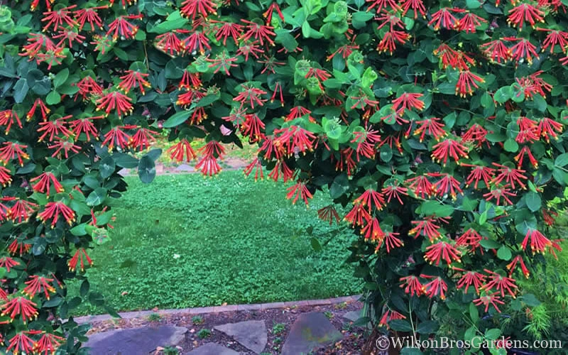 Major Wheeler Red Trumpet Honeysuckle - 2 Gallon Pot 5 Major Wheeler Red Trumpet Honeysuckle - 2 Gallon Pot - Image 5