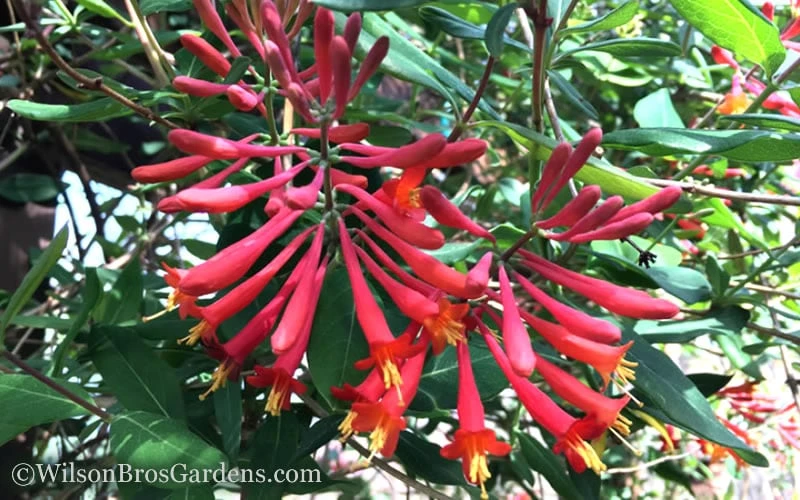 Major Wheeler Red Trumpet Honeysuckle - 2 Gallon Pot 9 Major Wheeler Red Trumpet Honeysuckle - 2 Gallon Pot - Image 9