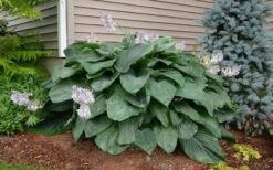 Empress Wu Giant Hosta Lily - 1 Gallon Pot -Cheap US Topiary Plant Store Hosta Empress Wu 20