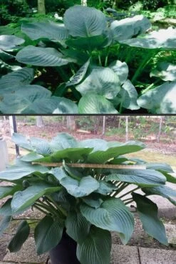 Empress Wu Giant Hosta Lily - 2 Gallon Pot -Cheap US Topiary Plant Store Hosta Empress Wu 500x750 2