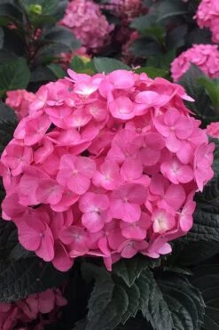 After Midnight Hydrangea - 3 Gallon Pot -Cheap US Topiary Plant Store Hydrangea After Midnight 2