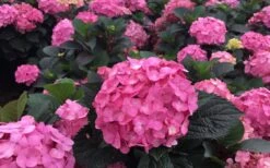 After Midnight Hydrangea - 3 Gallon Pot -Cheap US Topiary Plant Store Hydrangea After Midnight 5