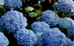 Big Daddy Hydrangea - 1 Gallon Pot -Cheap US Topiary Plant Store Hydrangea Big Daddy 1