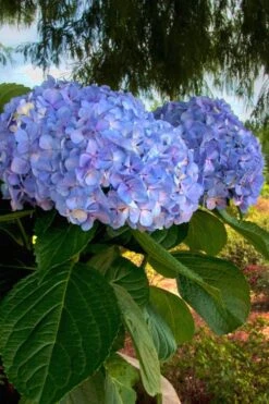 Big Daddy Hydrangea - 2 Gallon Pot -Cheap US Topiary Plant Store Hydrangea Big Daddy 500x750 1