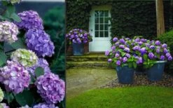 Bloomstruck Endless Summer Hydrangea - 1 Gallon Pot -Cheap US Topiary Plant Store Hydrangea Bloomstruck 2 1