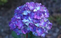 Bloomstruck Endless Summer Hydrangea - 3 Gallon Pot -Cheap US Topiary Plant Store Hydrangea Bloomstruck Bloom