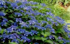 Bluebird Hydrangea - 2 Gallon Pot -Cheap US Topiary Plant Store Hydrangea Bluebird 3 2