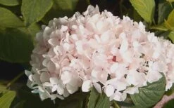 Blushing Bride Endless Summer Hydrangea - 3 Gallon Pot -Cheap US Topiary Plant Store Hydrangea Blushing Bride 2 2