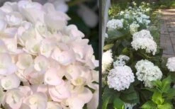 Blushing Bride Endless Summer Hydrangea - 2 Gallon Pot -Cheap US Topiary Plant Store Hydrangea Blushing Bride