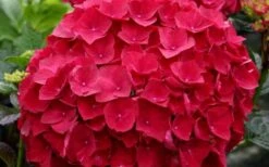 Cardinal Red Hydrangea - 1 Gallon Pot -Cheap US Topiary Plant Store Hydrangea Cardinal 1