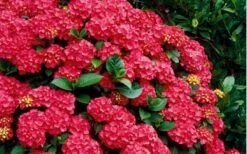 Cardinal Red Hydrangea - 1 Gallon Pot -Cheap US Topiary Plant Store Hydrangea Cardinal Shrub In Bloom 1