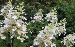 Kyushu Hydrangea - 3 Gallon Pot -Cheap US Topiary Plant Store Hydrangea Chantilly Lace 1