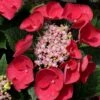 Cherry Explosion Hydrangea - 1 Gallon Pot