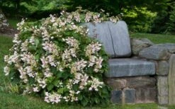 Pink Climbing Hydrangea - Schizophragma Hydrangeoides`Roseum' - 2 Gallon Pot -Cheap US Topiary Plant Store Hydrangea Climbing Pink 14