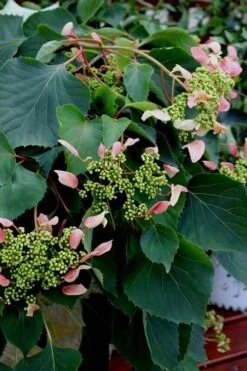 Rose Sensation Pink Climbing Hydrangea Vine - 1 Gallon Pot -Cheap US Topiary Plant Store Hydrangea Climbing Rose Sensation 2