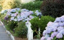 Dear Dolores Hydrangea - 1 Gallon Pot -Cheap US Topiary Plant Store Hydrangea Dear Dolores Garden Planting 1