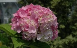 Dear Dolores Hydrangea - 1 Gallon Pot -Cheap US Topiary Plant Store Hydrangea Dear Dolores Pink 1