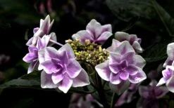 Double Delights Stargazer Hydrangea - 3 Gallon Pot -Cheap US Topiary Plant Store Hydrangea Double Delights Stargazer 5