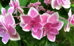 Double Delights Stargazer Hydrangea - 3 Gallon Pot -Cheap US Topiary Plant Store Hydrangea Double Delights Stargazer 7