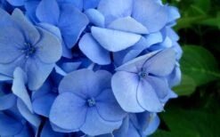 Endless Summer Hydrangea Original - 2 Gallon Pot -Cheap US Topiary Plant Store Hydrangea Endless Summer Closeup 2 1
