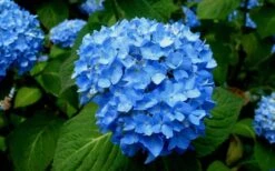 Endless Summer Hydrangea Original - 1 Gallon Pot -Cheap US Topiary Plant Store Hydrangea Endless Summer Closeup