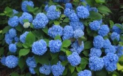 Endless Summer Hydrangea Original - 1 Gallon Pot -Cheap US Topiary Plant Store Hydrangea Endless Summer Closeup 3