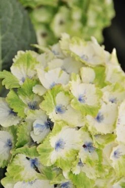 Everlasting Noblesse Hydrangea - 3 Gallon Pot -Cheap US Topiary Plant Store Hydrangea Everlasting Noblesse 3