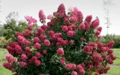 Fire Light Hydrangea - Single Trunk Topiary Tree - 5 Gallon Pot -Cheap US Topiary Plant Store Hydrangea Fire Light 1