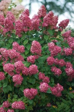 Fire Light Hydrangea - Single Trunk Topiary Tree - 5 Gallon Pot -Cheap US Topiary Plant Store Hydrangea Fire Light 2