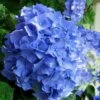 Glory Blue Hydrangea - 1 Gallon Pot