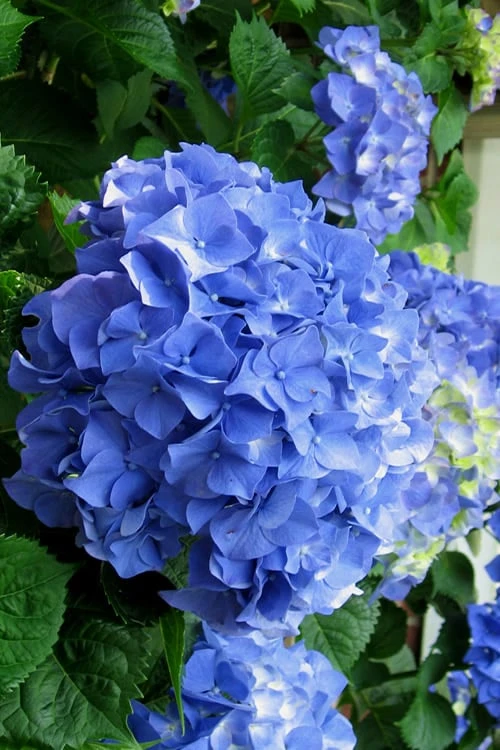 Glory Blue Hydrangea - 1 Gallon Pot 1 Glory Blue Hydrangea - 1 Gallon Pot