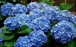 Glory Blue Hydrangea - 1 Gallon Pot 7 Glory Blue Hydrangea - 1 Gallon Pot -Cheap US Topiary Plant Store Hydrangea Glory Blue 11
