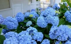 Nikko Blue Hydrangea - 1 Gallon Pot -Cheap US Topiary Plant Store Hydrangea Glory Blue Shrub 2