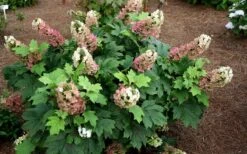 Jetstream Oakleaf Hydrangea - 3 Gallon Pot -Cheap US Topiary Plant Store Hydrangea Jetstream 5
