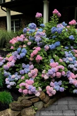L.A. Dreamin Hydrangea - 3 Gallon Pot -Cheap US Topiary Plant Store Hydrangea LA Dreamin 5